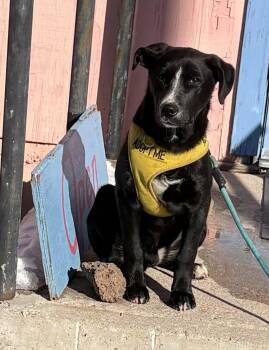 Benjamin -  Terrier and Australian Cattle Dog Blue Heeler Dog for Adoption in Chinle, Arizona - Benjamin | PetCurious