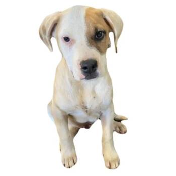 Spanky -  Pit Bull Terrier Dog for Adoption in Red Bluff, California - Spanky | PetCurious