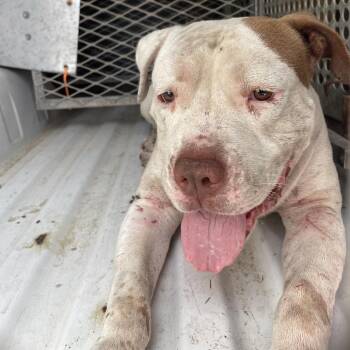 Juan Jamon -  Staffordshire Bull Terrier Dog for Adoption in Edinburg, Texas - Juan Jamon | PetCurious
