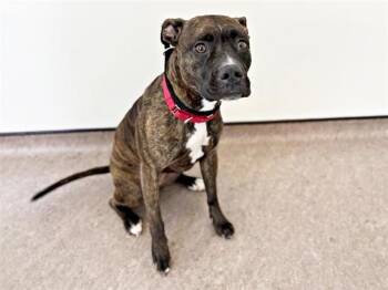 Pit Bull Terrier and Mixed Breed Dogs Available for Adoption - BRENDA | PetCurious