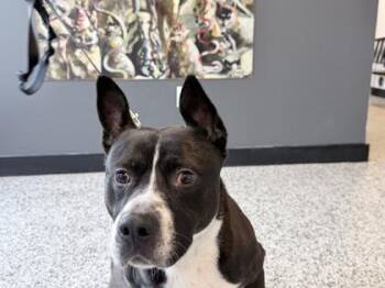 Mixed Breed Dogs Available for Adoption - Buzz | PetCurious