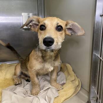 Terrier Dogs Available for Adoption in Palm Springs, California - Banzai | PetCurious