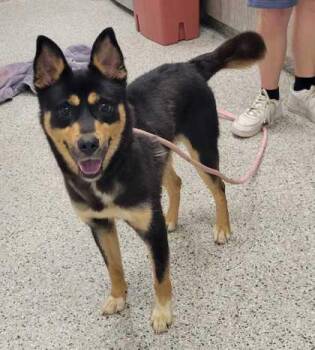 River -  Australian Kelpie and Mixed Breed Dog for Adoption in Kansas City, Missouri - River | PetCurious