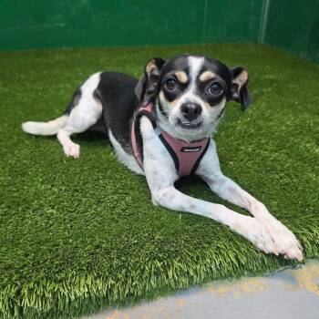 Katalina -  Chihuahua and Rat Terrier Dog for Adoption in Foley, Alabama - Katalina | PetCurious