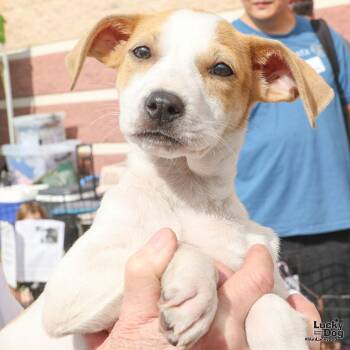 Rescue Hound Dogs for Adoption in Washington, District Of Columbia - Aime | PetCurious