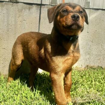 Ned Nederlander -  Rottweiler and Mixed Breed Dog for Adoption in Warrensburg, Missouri - Ned Nederlander | PetCurious