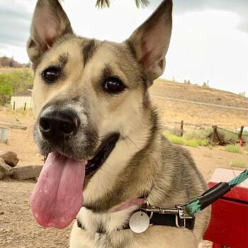 Rescue Husky Dogs for Adoption in New Washoe City, Nevada - Rosebud | PetCurious