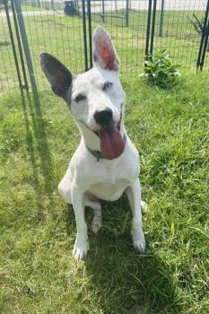 Jack Jack -  Mixed Breed Dog for Adoption in Fort Worth, Texas - Jack Jack | PetCurious