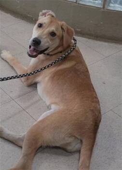 BAKER -  Labrador Retriever Dog for Adoption - BAKER | PetCurious