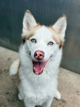 Estella -  Siberian Husky Dog for Adoption in Chicago, Illinois - Estella | PetCurious