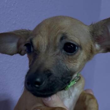 Cedar -  Chihuahua Dog for Adoption in Woodland, California - Cedar | PetCurious