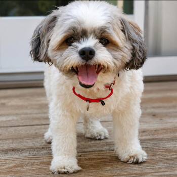 Bandit -  Shih Tzu and Mixed Breed Dog for Adoption in Rochester, Minnesota - Bandit | PetCurious