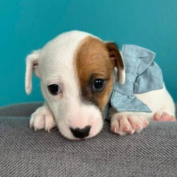 Earl Gray -  Jack Russell Terrier Dog for Adoption in Allen, Texas - Earl Gray | PetCurious