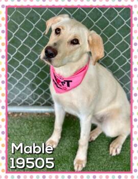 MABLE (also see SHILOH) -  Labrador Retriever and Shepherd Dog Available for Adoption in Marietta, Georgia - MABLE (also See SHILOH) | PetCurious