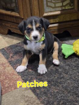 Patches - fostered in Omaha -  Beagle Dog for Adoption in Overland Park, Kansas - Patches - Fostered In Omaha | PetCurious
