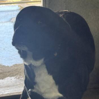 Labrador Retriever Dogs Available for Adoption - Ceravante Aka Bubba | PetCurious