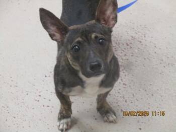 (206) -  Chihuahua Dog for Adoption in Marietta, Georgia - (206) | PetCurious