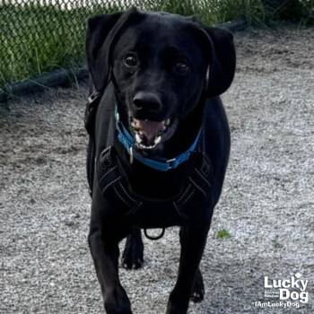 Labrador Retriever Dogs Available for Adoption in Washington, District Of Columbia - Island | PetCurious