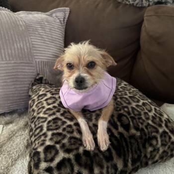 Endora -  Terrier Dog for Adoption in Alvin, Texas - Endora | PetCurious