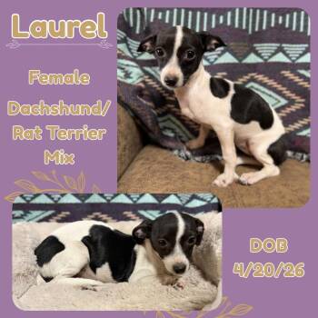 Laurel -  Dachshund and Rat Terrier Dog for Adoption in Caldwell, Texas - Laurel | PetCurious