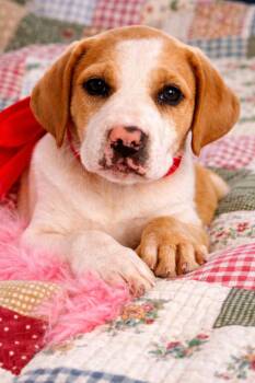 Treeing Walker Coonhound and Labrador Retriever Dogs Available for Adoption in Nahunta, Georgia - Dolly | PetCurious