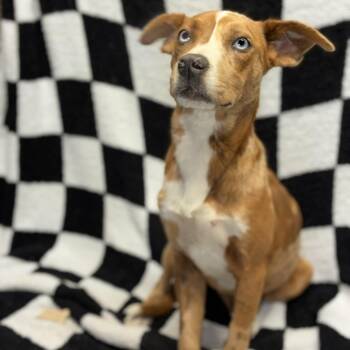 Mixed Breed and Catahoula Leopard Dog Dogs Available for Adoption in Pelham, New Hampshire - Ruby  | PetCurious