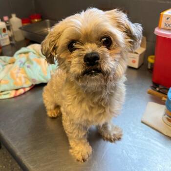 TUSC-Stray-85193 -  Shih Tzu and Mixed Breed Dog for Adoption in Tuscaloosa, Alabama - TUSC-Stray-85193 | PetCurious