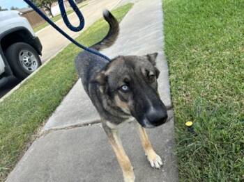 Rescue German Shepherd Dog and Siberian Husky Dogs for Adoption in Fort Worth, Texas - 59549077 | PetCurious
