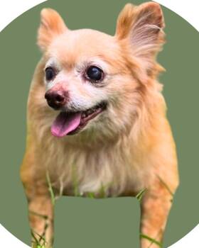 Rescue Chihuahua Dogs for Adoption in College Station, Texas - Horace | PetCurious