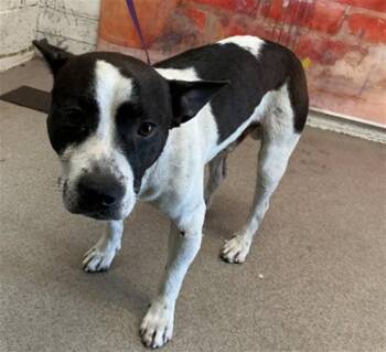 TUXEDO -  Pit Bull Terrier and Toy Fox Terrier Dog for Adoption in San Bernardino, California - TUXEDO | PetCurious