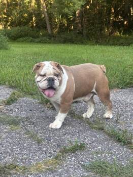 Jonah -  English Bulldog Dog for Adoption in La Valle, Wisconsin - Jonah | PetCurious