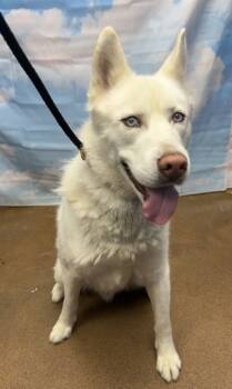 Rescue Husky and Mixed Breed Dogs for Adoption in West Chester, Pennsylvania - Soundbite | PetCurious