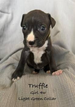 Truffle -  Pit Bull Terrier Dog for Adoption in Colorado Springs, Colorado - Truffle | PetCurious