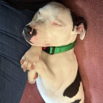 Ollie -  Pit Bull Terrier Dog for Adoption in Port Angeles, Washington - Ollie | PetCurious