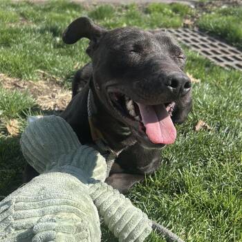 Jack Russell Terrier and American Staffordshire Terrier Dogs Available for Adoption in Newark, New Jersey - Maximus | PetCurious