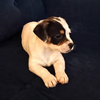 Storm (Nugget) -  Chihuahua and West Highland White Terrier Westie Dog for Adoption in Columbia, Illinois - Storm (Nugget) | PetCurious