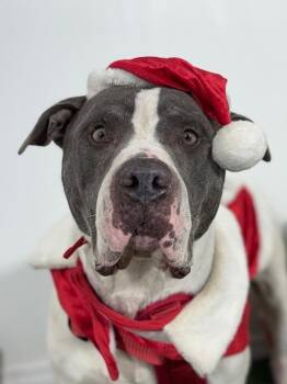 Blitzen-One of our Amazing Rescue Dogs -  Pit Bull Terrier and Mixed Breed Dog for Adoption in Carlsbad, California - Blitzen-One Of Our Amazing Rescue Dogs | PetCurious