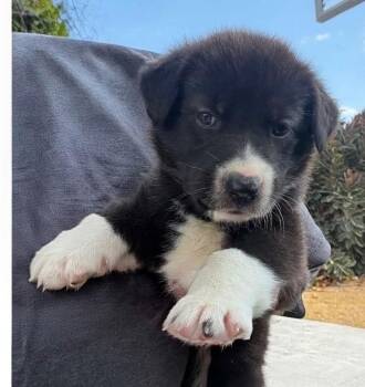 Laura -  Husky Dog for Adoption in Dallas, Texas - Laura | PetCurious