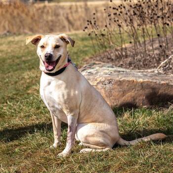 Rescue Labrador Retriever Dogs for Adoption in Council Bluffs, Iowa - Jaxson | PetCurious