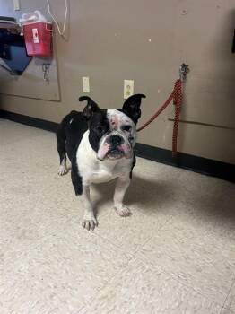 American Bulldog and Mixed Breed Dogs Available for Adoption in Conroe, Texas - A427580 | PetCurious