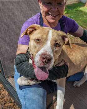 Rescue Mixed Breed Dogs for Adoption in Chamblee, Georgia - Shonda | PetCurious