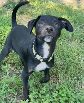 Debbie -  Chihuahua Dog Available for Adoption - Debbie | PetCurious