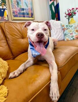 Handsome Pete Smiles For Miles -  American Staffordshire Terrier and Pit Bull Terrier Dog for Adoption in Friendswood, Texas - Handsome Pete Smiles For Miles | PetCurious