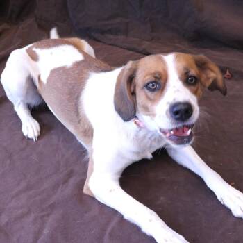 Maeve -  Beagle and Cattle Dog Dog for Adoption in Rifle, Colorado - Maeve | PetCurious