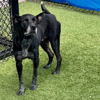 CLEMENTINE -  Mixed Breed Dog for Adoption in Dallas, Texas - CLEMENTINE | PetCurious
