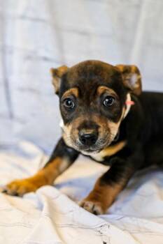Dachshund and Mixed Breed Dogs Available for Adoption in Dothan, Alabama - Cocoa | PetCurious