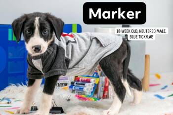 Marker -  Labrador Retriever and Hound Dog for Adoption in Sevierville, Tennessee - Marker | PetCurious