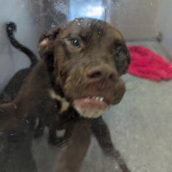 Sonic -  Labrador Retriever and Mixed Breed Dog for Adoption in Charlottesville, Virginia - Sonic | PetCurious