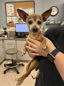 CECE -  Chihuahua and Mixed Breed Dog for Adoption in Gastonia, North Carolina - CECE | PetCurious