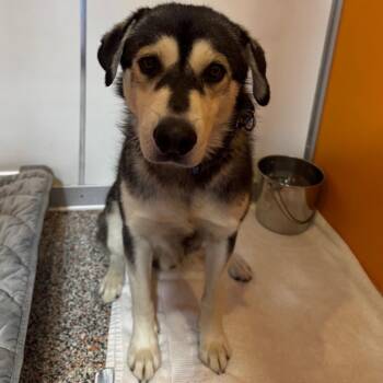 Edison -  Mixed Breed and Husky Dog for Adoption in Salt Lake City, Utah - Edison | PetCurious